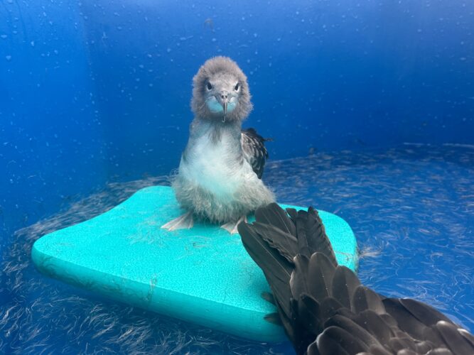 Hawaii Wildlife Center reports record seabird fallout